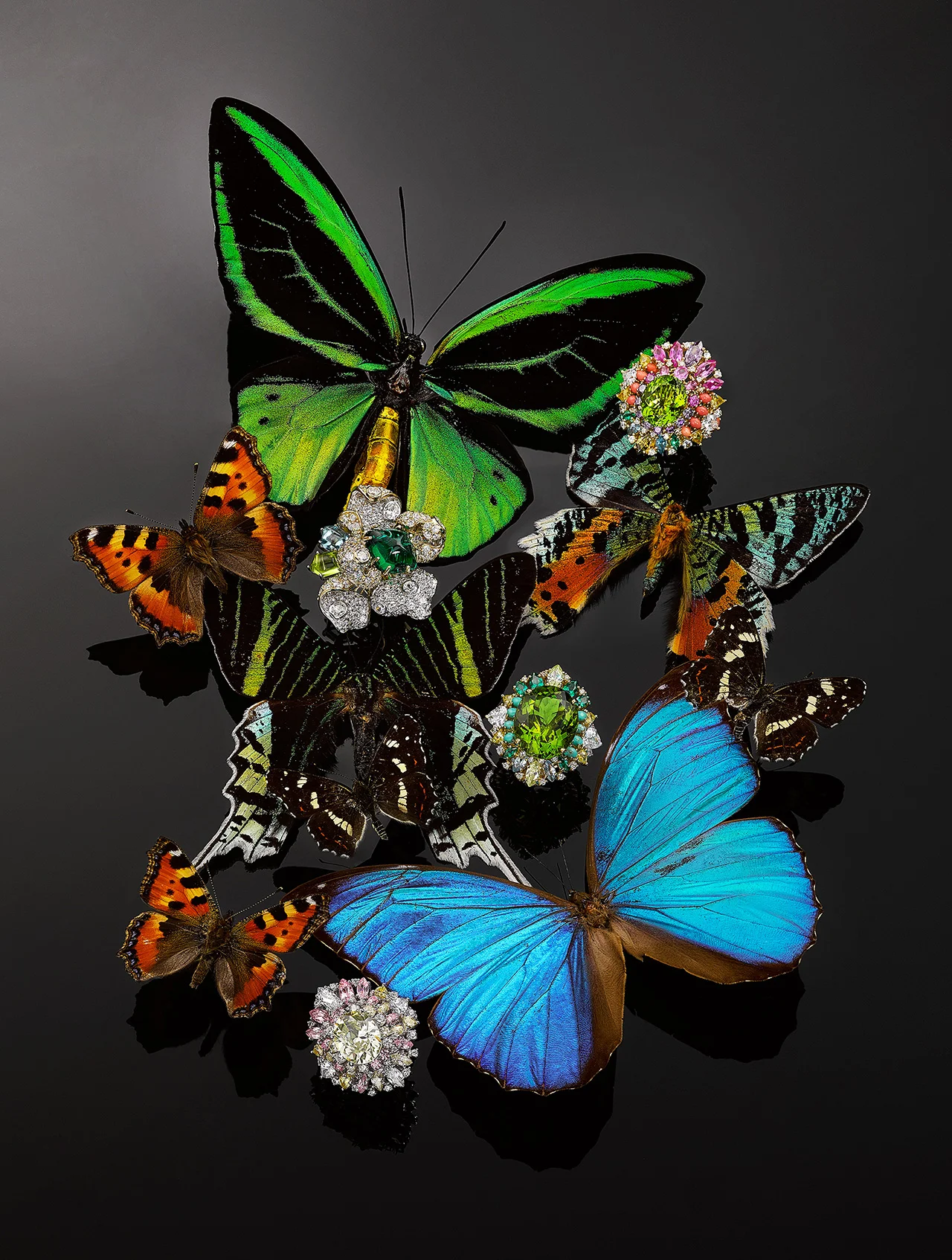 Anabela Chan - Butterfly
